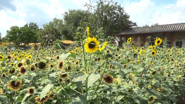 涌融优配 小商桥景区向日葵盛放 夏日游乐新体验来袭